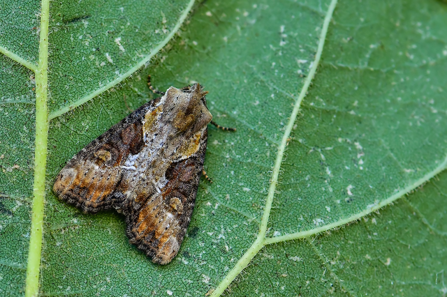 Lateroligia ophiogramma - harmatkása-dudvabagoly
