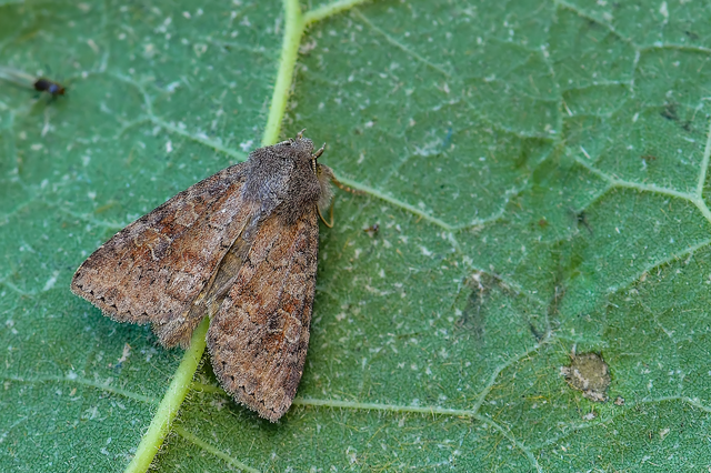 Parastichtis suspecta - sötét erdeibagoly
