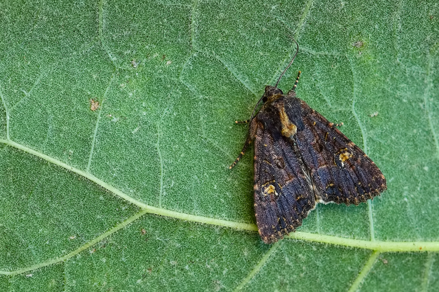 Mesapamea secalella/secalis
