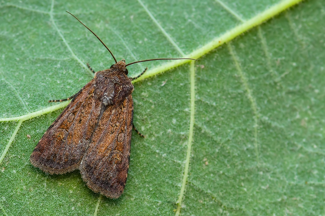 Euxoa tritici/nigrofusca/eruta