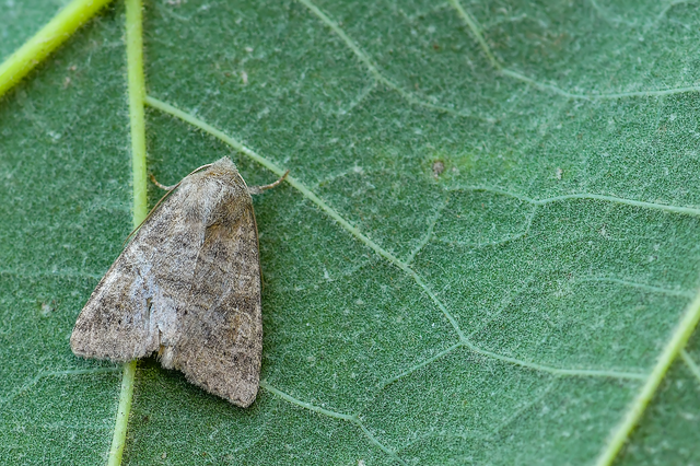Parastichtis suspecta - sötét erdeibagoly