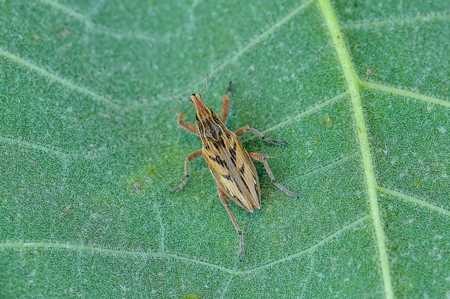 Coniocleonus nigrosuturatus - nyíljegyes barkó