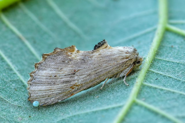 Pterostoma palpina - csőrös púposszövő