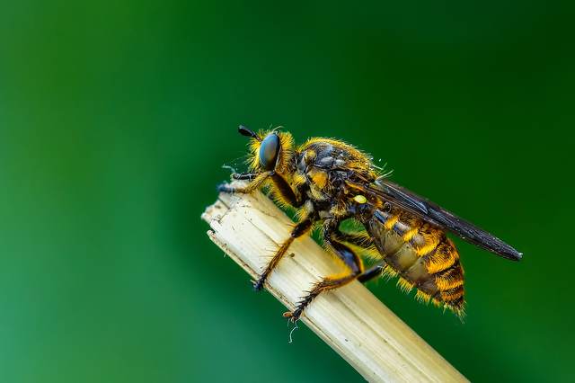Diptera - Kétszárnyúak