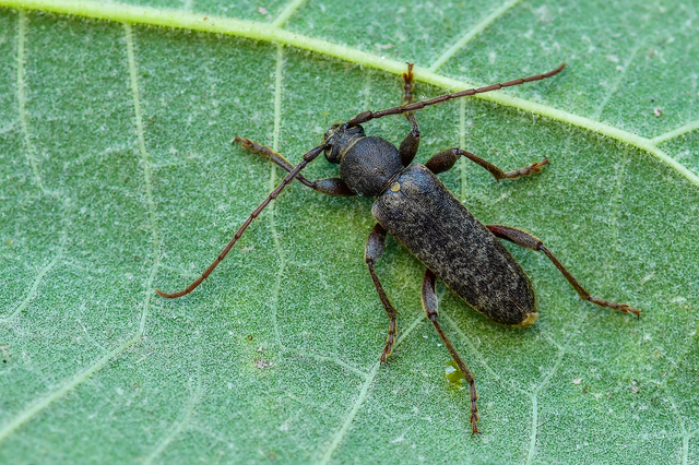 Trichoferus campestris - szállóvendég éjicincér