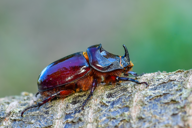 Oryctes nasicornis - orrszarvú bogár