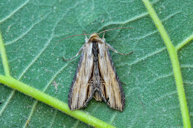 Shargacucullia scrophulariae - görvélyfű-csuklyásbagoly