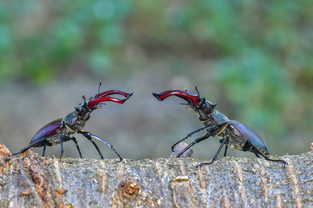Lucanus cervus - nagy szarvasbogár