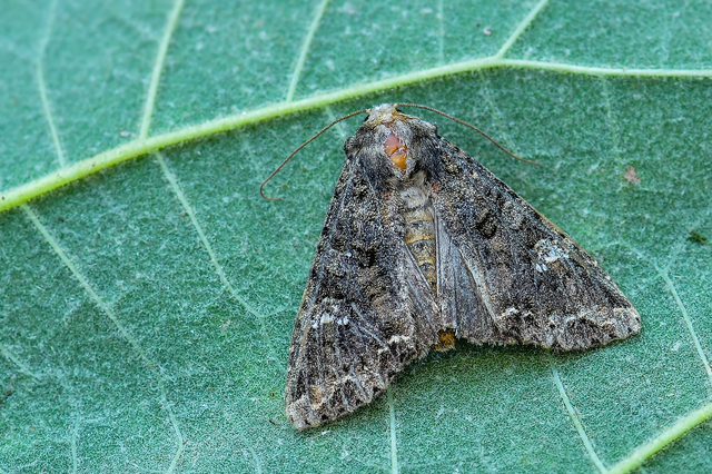 Mamestra brassicae - káposztabagoly
