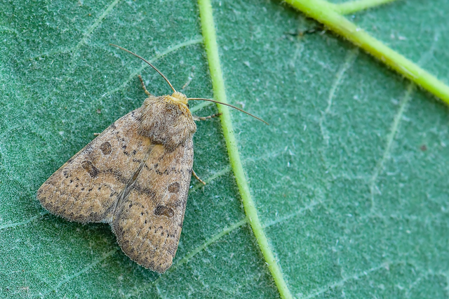 Hoplodrina octogenaria - barna selymesbagoly