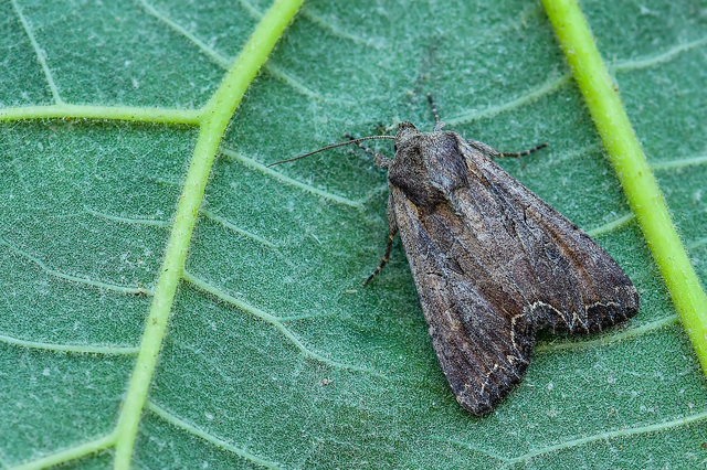 Lacanobia