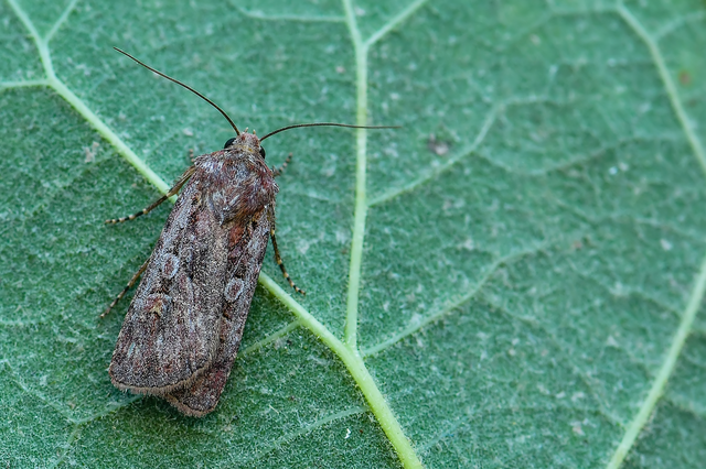 Euxoa tritici/nigrofusca/eruta