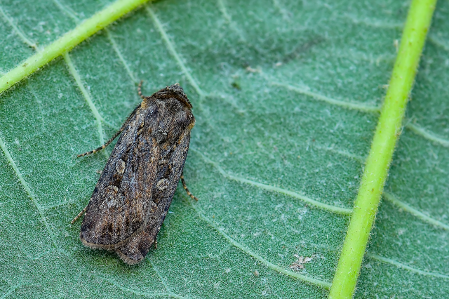 Euxoa tritici/nigrofusca/eruta