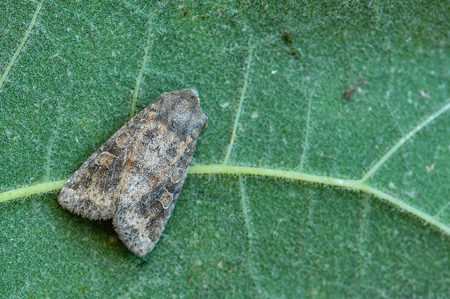 Parastichtis suspecta - sötét erdeibagoly