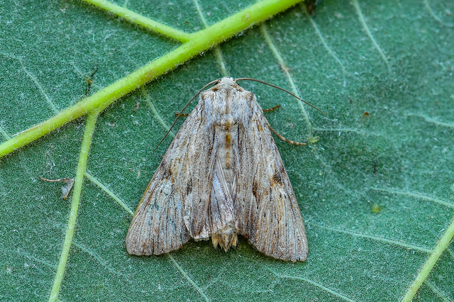 Apamea lithoxylaea - fakó dudvabagoly
