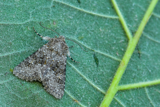 Hecatera dysodea - parajbagoly