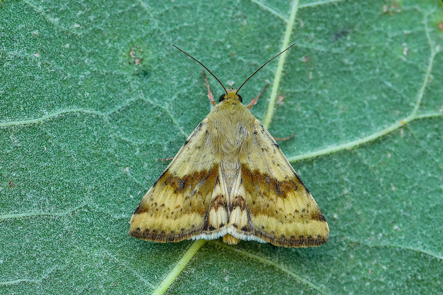 Heliothis adaucta - somkóróbagoly