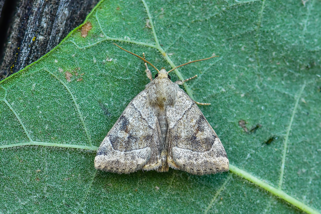 Cosmia trapezina - közönséges lombbagoly