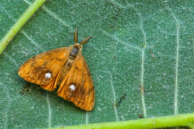 Orgyia antiqua - rozsdabarna kisszövő