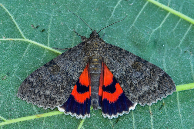 Catocala nupta - piros övesbagoly
