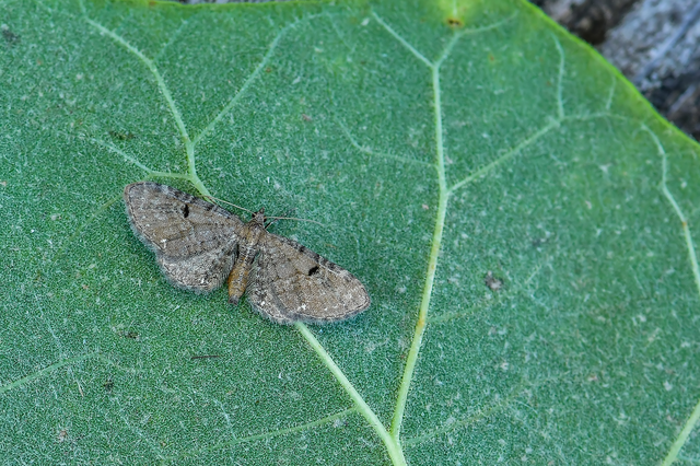 Eupithecia