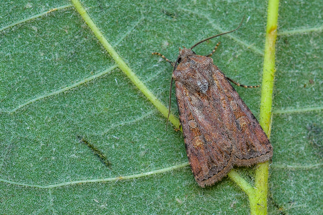 Euxoa tritici/nigrofusca/eruta