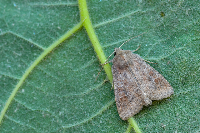 Parastichtis suspecta - sötét erdeibagoly