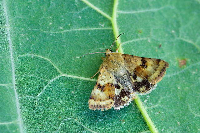 Heliothis viriplaca - mácsonyabagoly