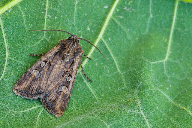 Euxoa tritici/nigrofusca/eruta