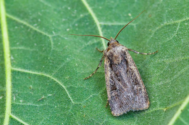 Euxoa tritici/nigrofusca/eruta