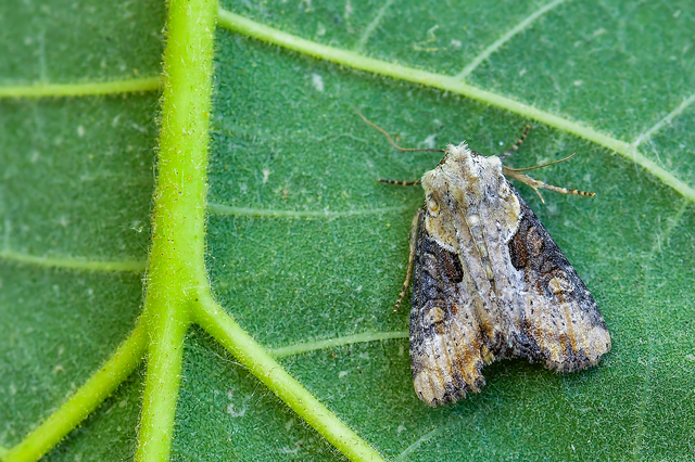 Lateroligia ophiogramma - harmatkása-dudvabagoly