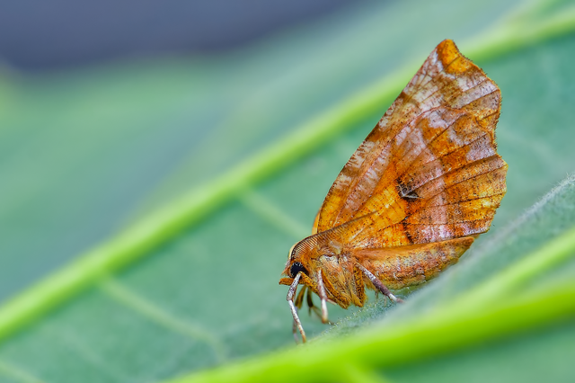 Selenia dentaria - kétfoltos holdasaraszoló