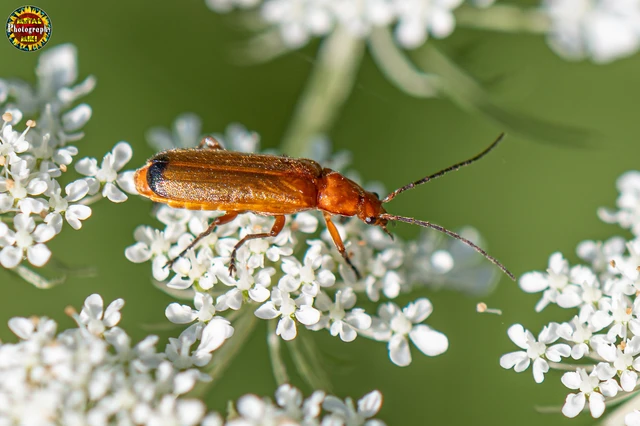 Rhagonycha fulva - feketevégű lágybogár