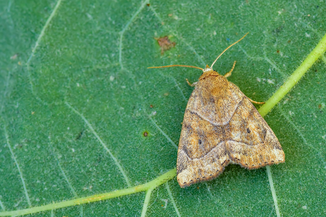 Cosmia trapezina - közönséges lombbagoly