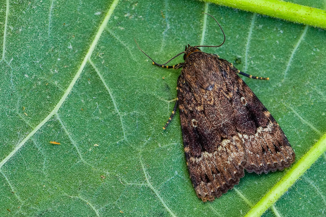 Amphipyra pyramidea - fahéjszínű bagoly