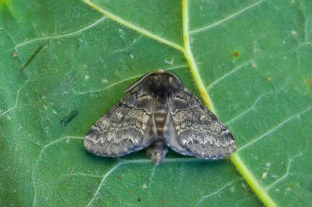 Gluphisia crenata - kormos púposszövő