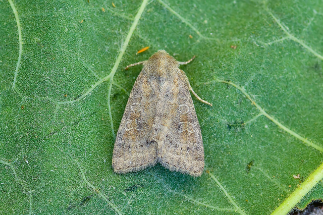 Parastichtis suspecta - sötét erdeibagoly
