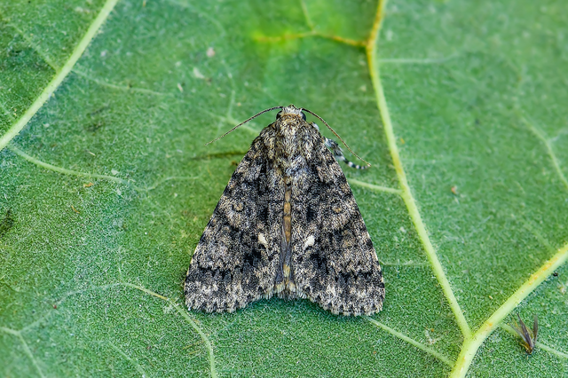 Acronicta rumicis - sóska-szigonyosbagoly Acronicta rumicis - sóska-szigonyosbagoly
