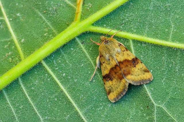 Heliothis viriplaca - mácsonyabagoly