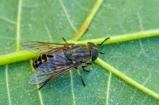 Diptera - Kétszárnyúak