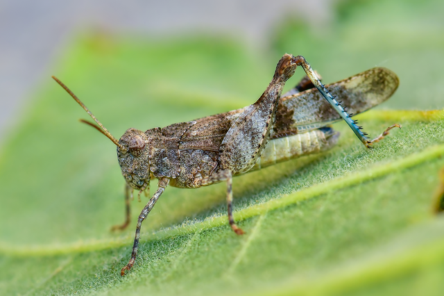 Oedipoda caerulescens - kékszárnyú sáska