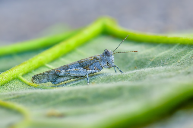 Orthoptera - Egyenesszárnyúak