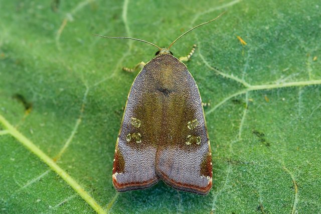 Noctua janthe/janthina
