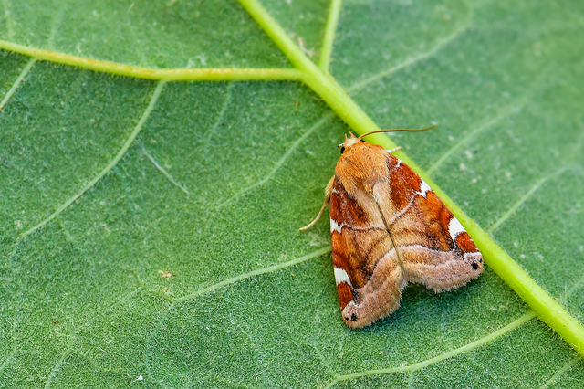 Cosmia diffinis - szilfa-lombbagoly