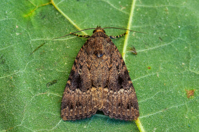 Amphipyra pyramidea - fahéjszínű bagoly