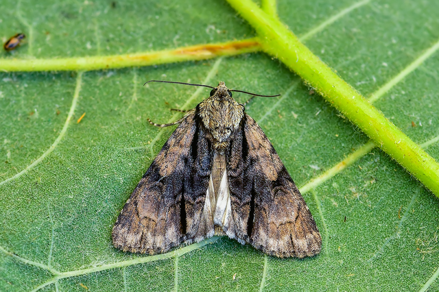 Acronicta alni - éger-szigonyosbagoly