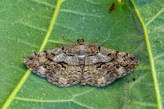 Peribatodes secundaria - fenyő-faaraszoló