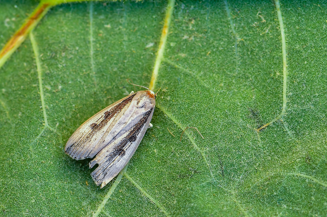 Chilodes maritima - négyfoltos nádibagoly