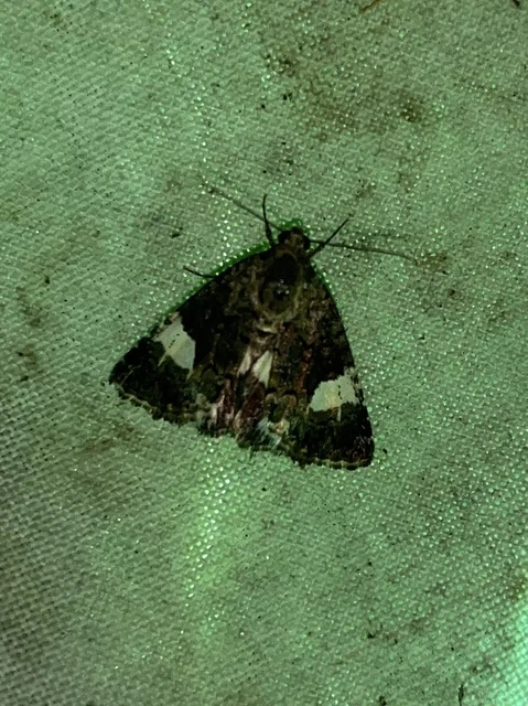 Tyta luctuosa - fekete nappalibagoly