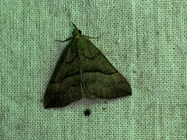 Hypena proboscidalis - ormányos karcsúbagoly